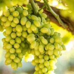 Tüplü Kokulu Aromalı İtalia İtalyan Üzüm Fidanı
