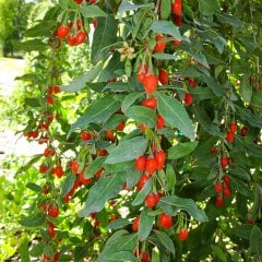 Kırmızı Goji Berry Kurt Üzümü Fidesi 5 Adet (7-15 cm)