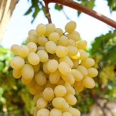 Tüplü Yüksek Verimli Sultani Çekirdeksiz Üzüm Fidanı