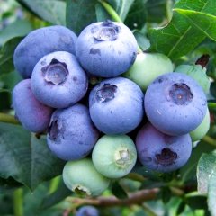 Tüplü Lipaka Bluejay Blueberry Yaban Mersini Fidanı