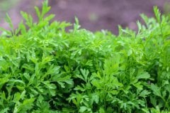Naturel İnce Yapraklı Hatay Tere Tohumu-25 Gram