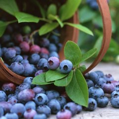 Tüplü Lipaka Darrow Blueberry Yaban Mersini Fidanı