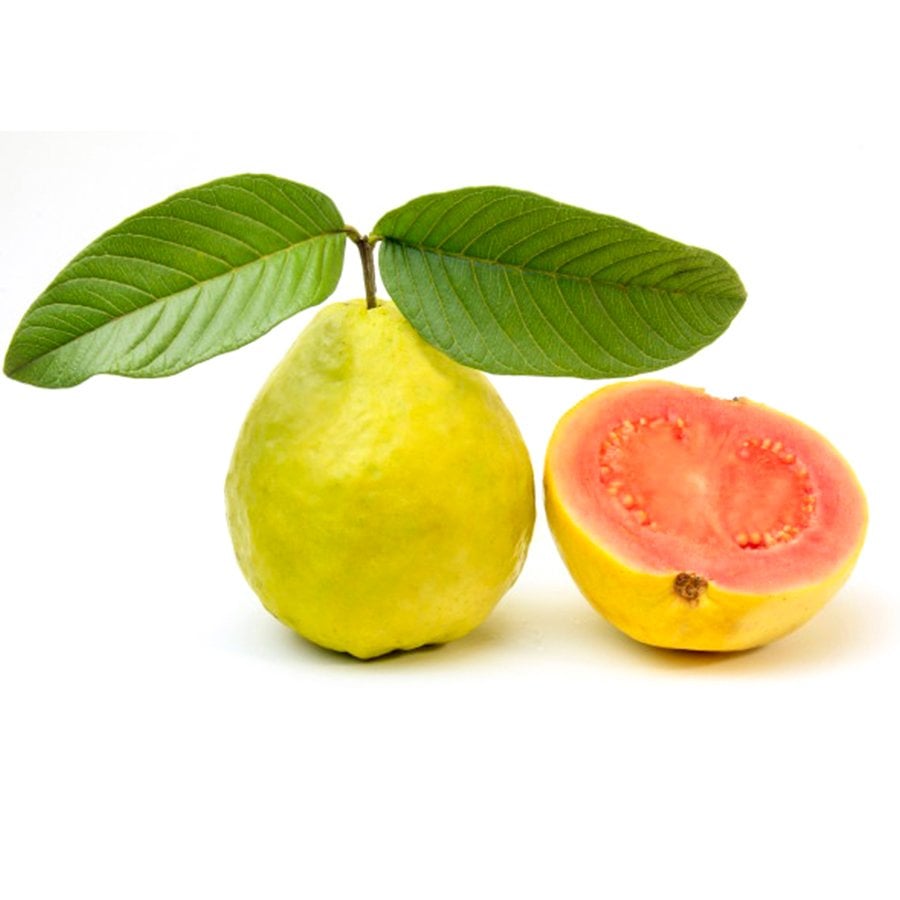 Tüplü Egzotik Tropikal Armut Guava Fidanı