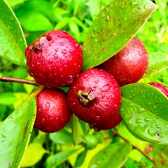 Tüplü Özel Tür Çilek Guava Fidanı