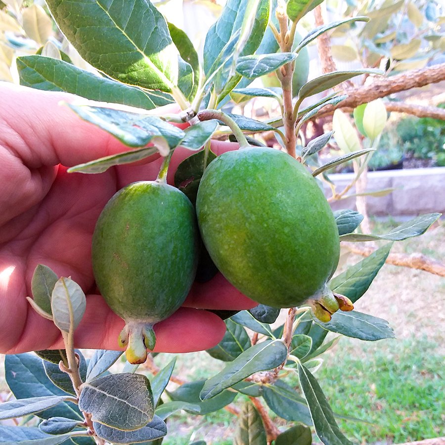Tüplü Feijoa Kaymak Meyvesi Fidanı