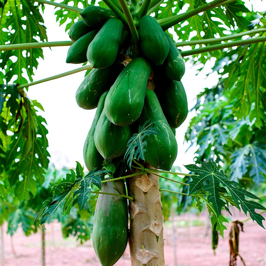 Tüplü Papaya Kavun Ağacı Fidanı