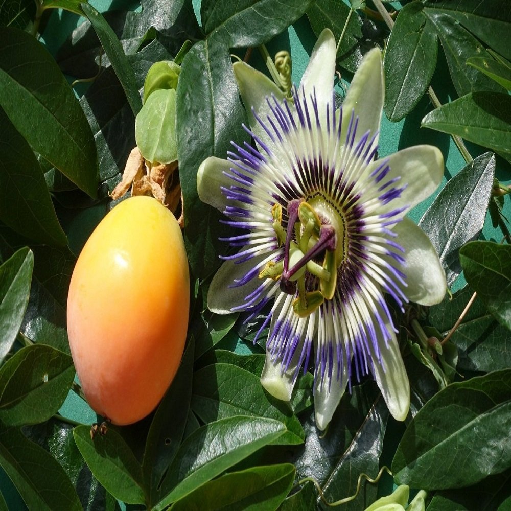 Tüplü Passiflora Caerulea Çarkıfelek Maruçya Sarmaşığı Fidanı