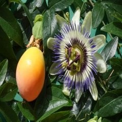 Tüplü Passiflora Caerulea Çarkıfelek Maruçya Sarmaşığı Fidanı