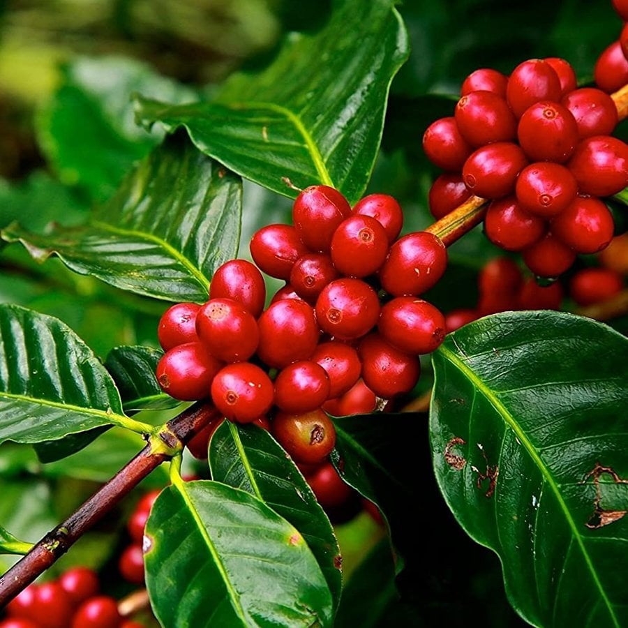Tüplü Coffea Arabica Kahve Fidanı Fidesi-Çoklı Dikimdir