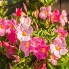 Kokulu Pembe Mandevilla Çiçeği Fidesi 1 Adet