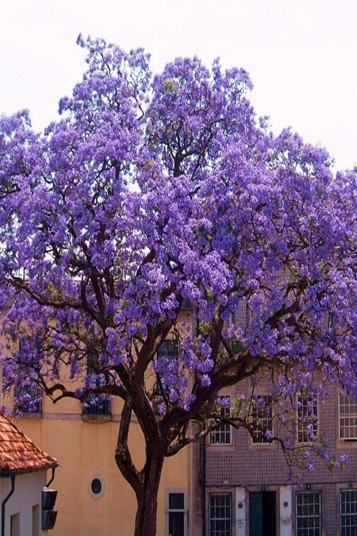 Tüplü Paulownia Kiri Ağacı fidesi -4ADET-