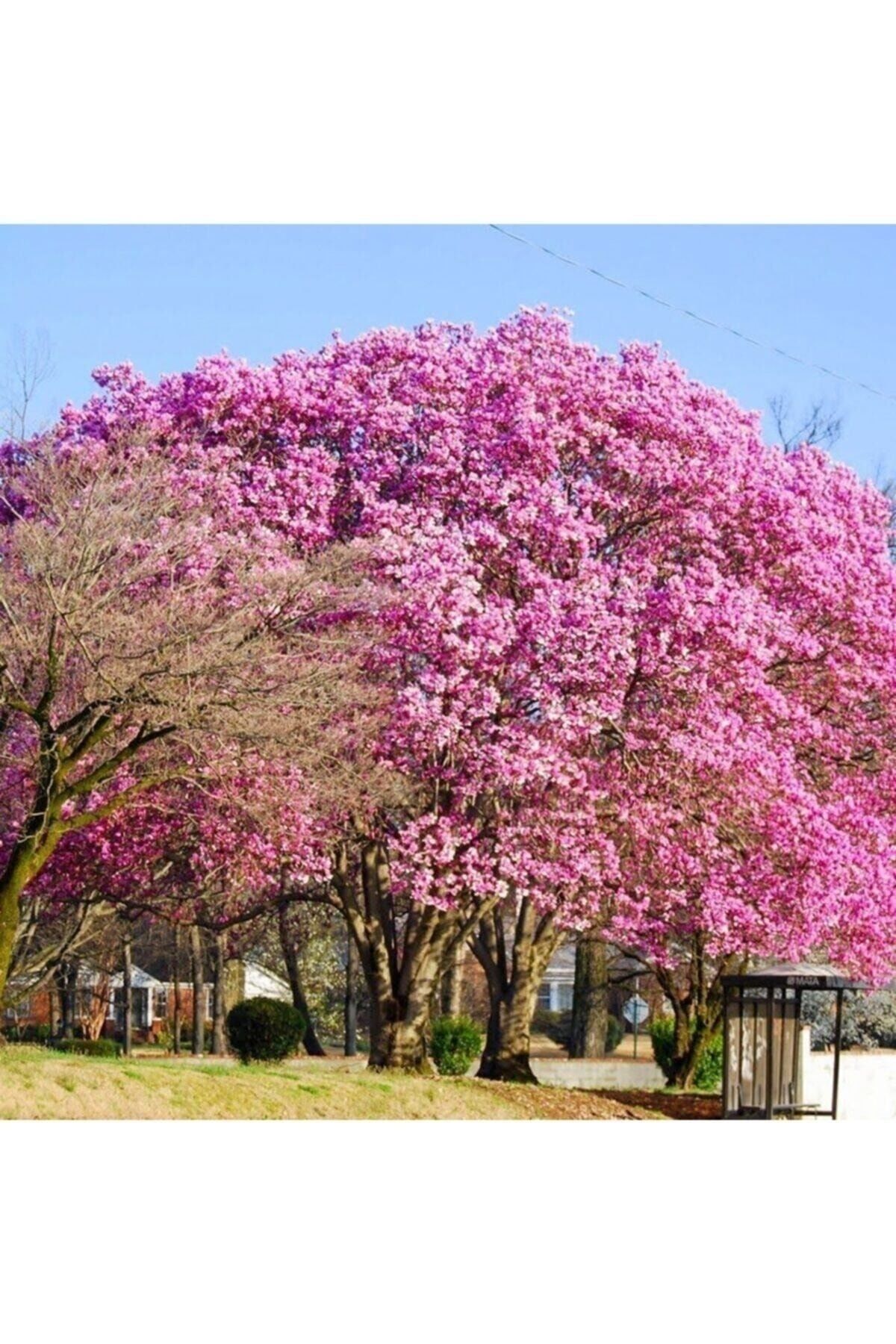 Dünya\'nın En Hızlı Büyüyen Ağacı-5adet- Pembe Paulownia Fidesi