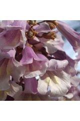 Dünya\'nın En Hızlı Büyüyen Ağacı-5adet- Pembe Paulownia Fidesi