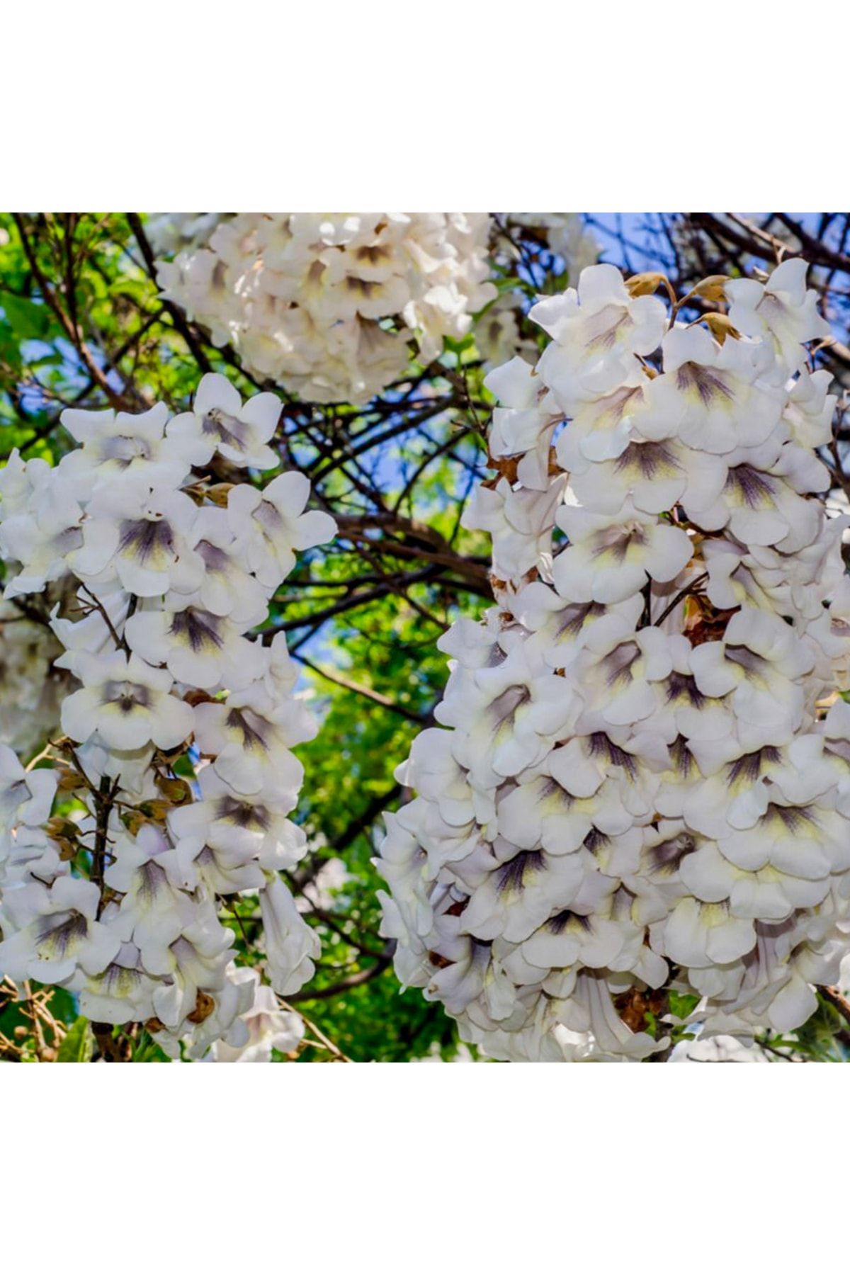 Paulownia Beyaz-5adet- Çin Kavağı Ağacı Fidesi