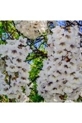 Paulownia Beyaz-5adet- Çin Kavağı Ağacı Fidesi