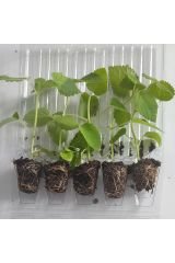 Paulownia Beyaz-5adet- Çin Kavağı Ağacı Fidesi