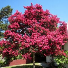 PEMBE Oya Ağacı Fidesi 15-20Cm Lagerstroemia Indica (3-ADET)