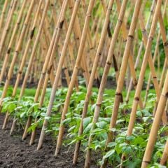 bambu çubuk 10adet 140cm