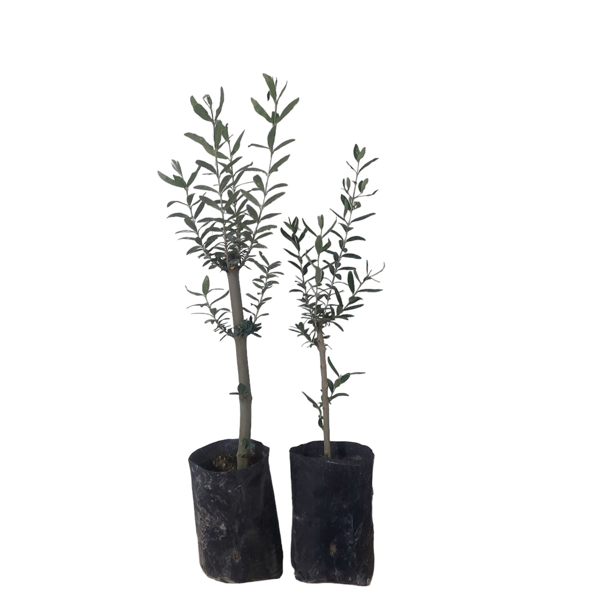 Gemlik Salamuralık (Trilye )Zeytin Fidanı