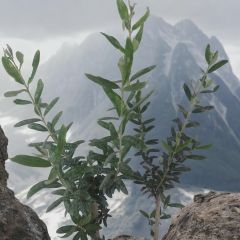 Gemlik Salamuralık (Trilye )Zeytin Fidanı