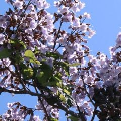 Kokulu Paulownia Ağacı Fidanı