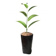 13x25 Körüklü Fidan Poşeti (Torbası)-5 Kg