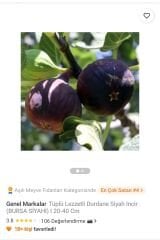 Genel Markalar Tüplü Lezzetli Durdane Siyah Incir (BURSA SİYAHI) I 20-40 Cm