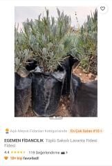 EGEMEN FİDANCILIK Tüplü Saksılı Lavanta Fidesi Fidesi