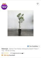 fidanciyiz Saksılı Tam Bodur Arbequina Zeytin Fidanı 1 Yaş - 40-60 Cm Boy