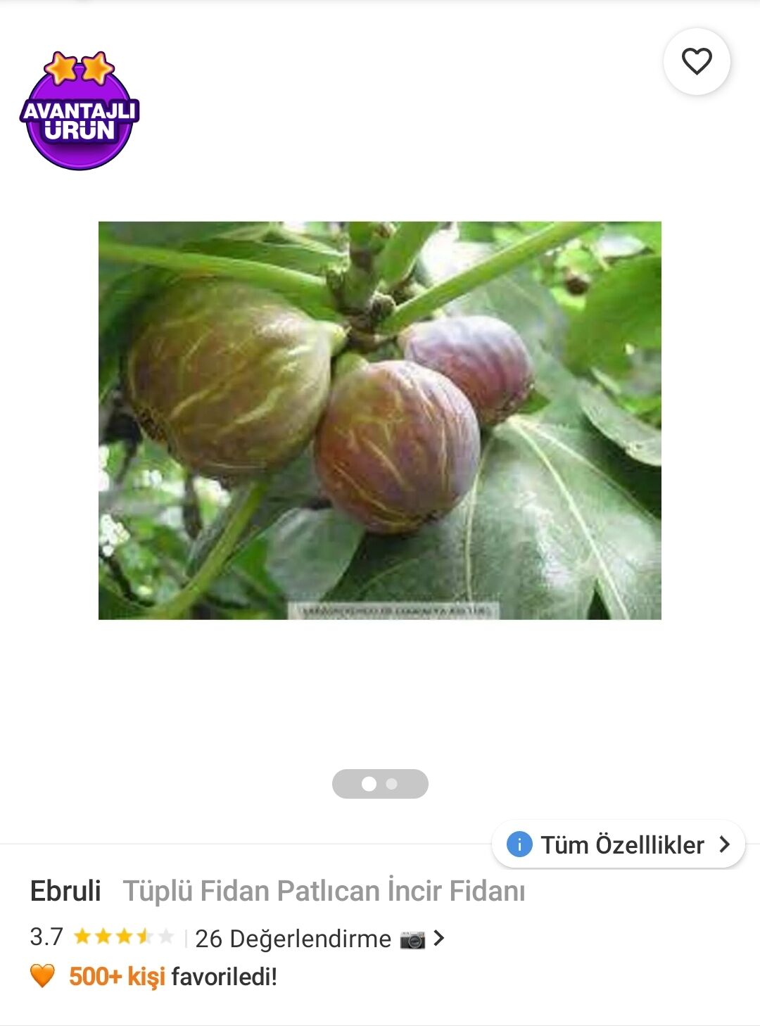 Ebruli Tüplü Fidan Patlıcan İncir Fidanı
