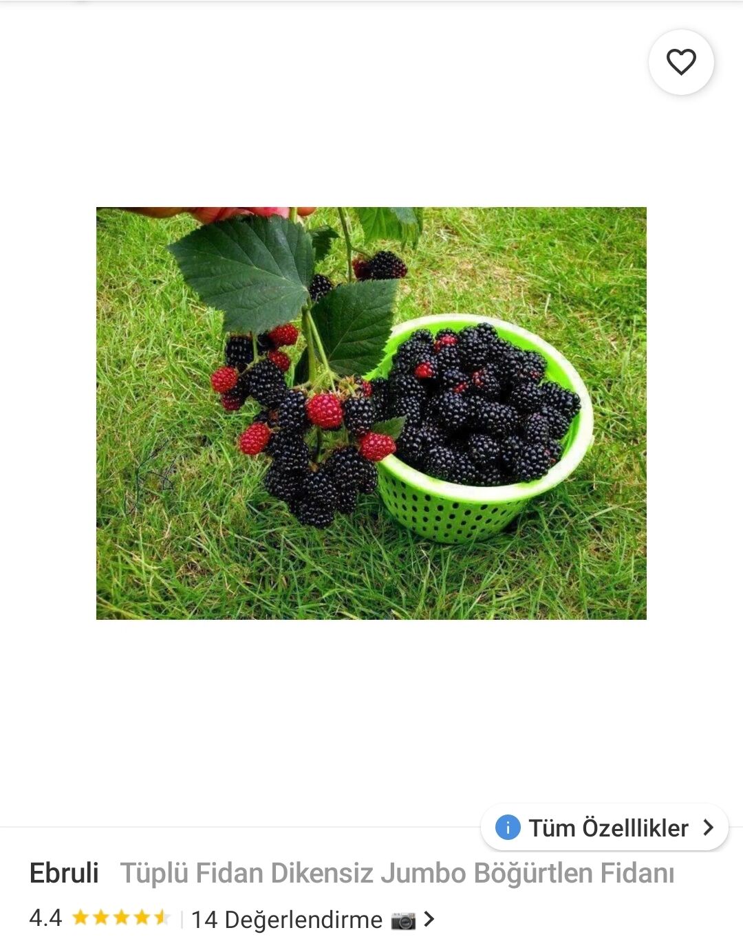 FİDANLIDAN Tüplü Dikensiz Jumbo Böğürtlen Fidanı