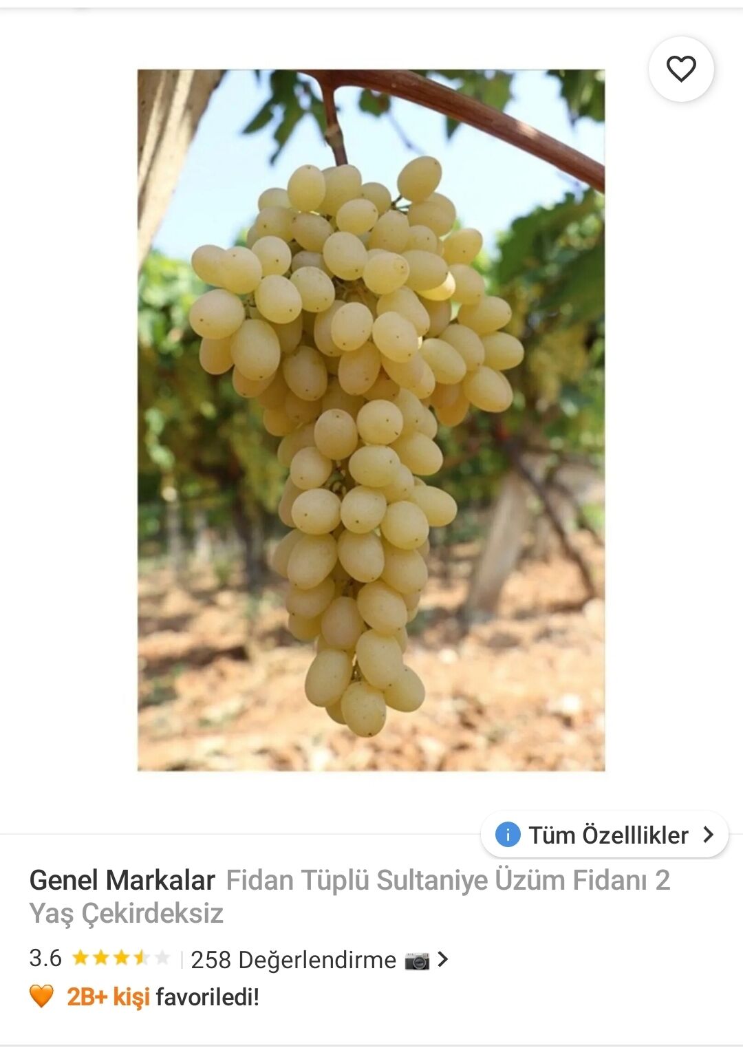Genel Markalar Fidan Tüplü Sultaniye Üzüm Fidanı 2 Yaş Çekirdeksiz
