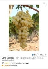 Genel Markalar Fidan Tüplü Sultaniye Üzüm Fidanı 2 Yaş Çekirdeksiz