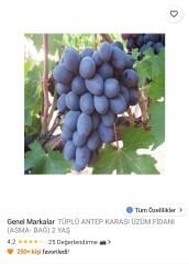 Genel Markalar TÜPLÜ ANTEP KARASI ÜZÜM FİDANI (ASMA- BAĞ) 2 YAŞ