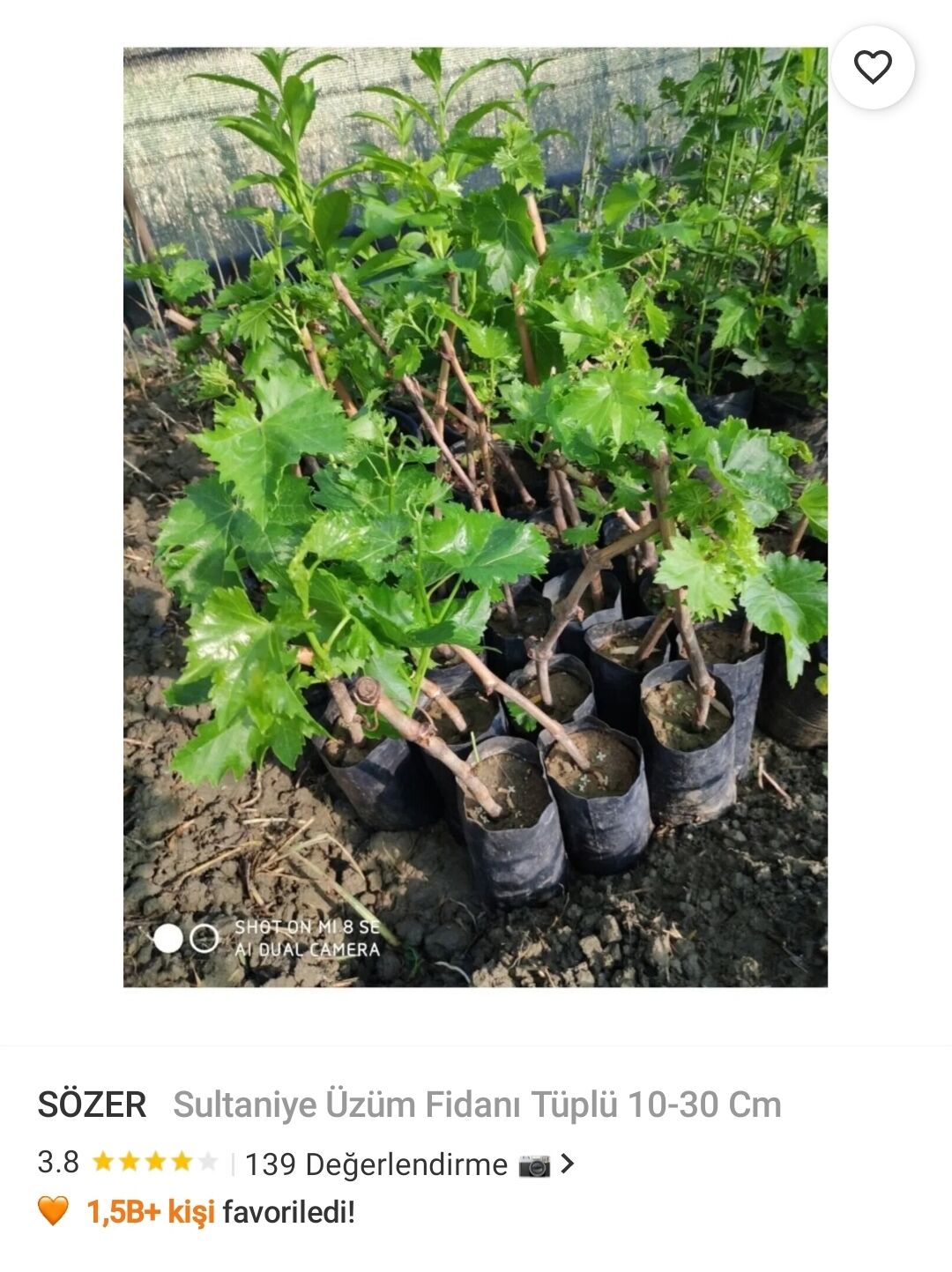 SÖZER Sultaniye Üzüm Fidanı Tüplü 10-30 Cm