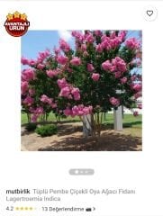 mutbirlik Tüplü Pembe Çiçekli Oya Ağacı Fidanı Lagertroemia Indica