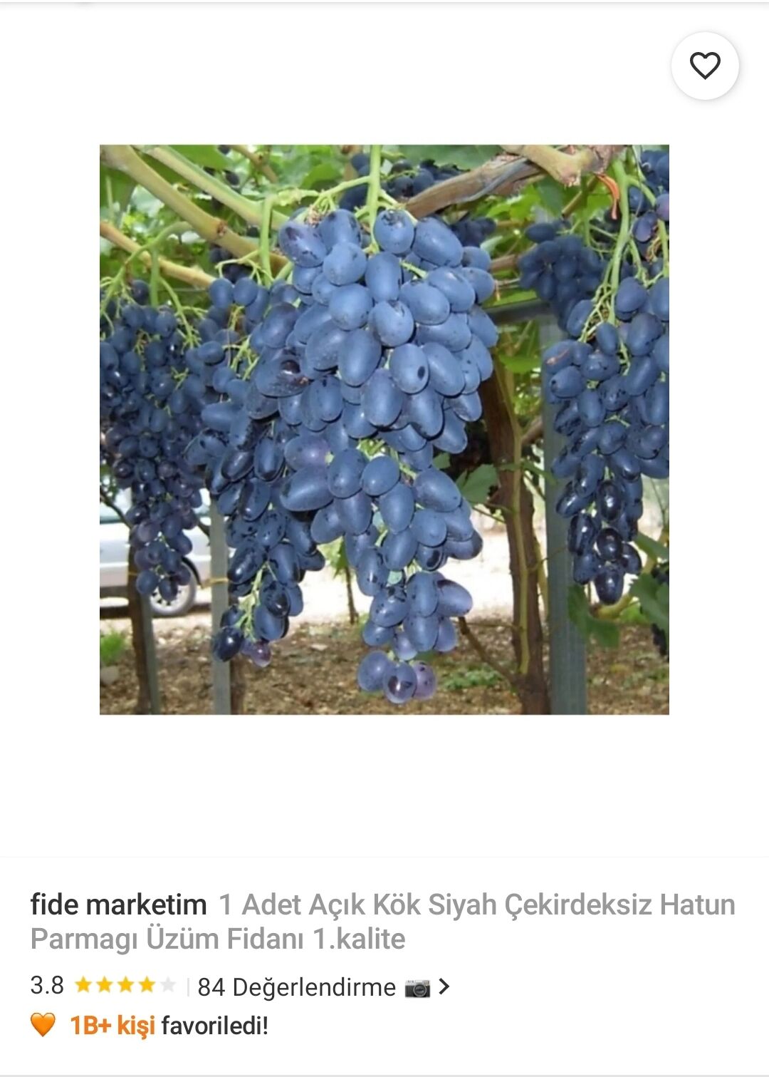 fide marketim 1 Adet Açık Kök Siyah Çekirdeksiz Hatun Parmagı Üzüm Fidanı 1.kalite