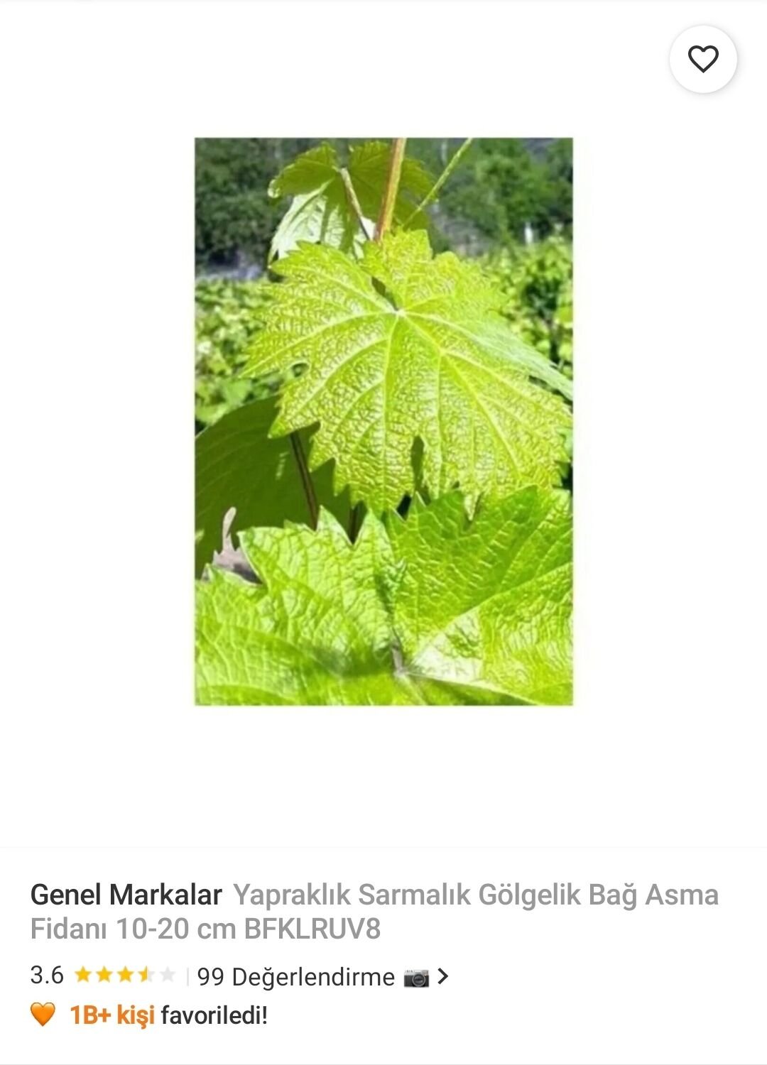 Genel Markalar Yapraklık Sarmalık Gölgelik Bağ Asma Fidanı 10-20 cm BFKLRUV8
