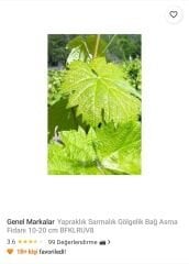 Genel Markalar Yapraklık Sarmalık Gölgelik Bağ Asma Fidanı 10-20 cm BFKLRUV8