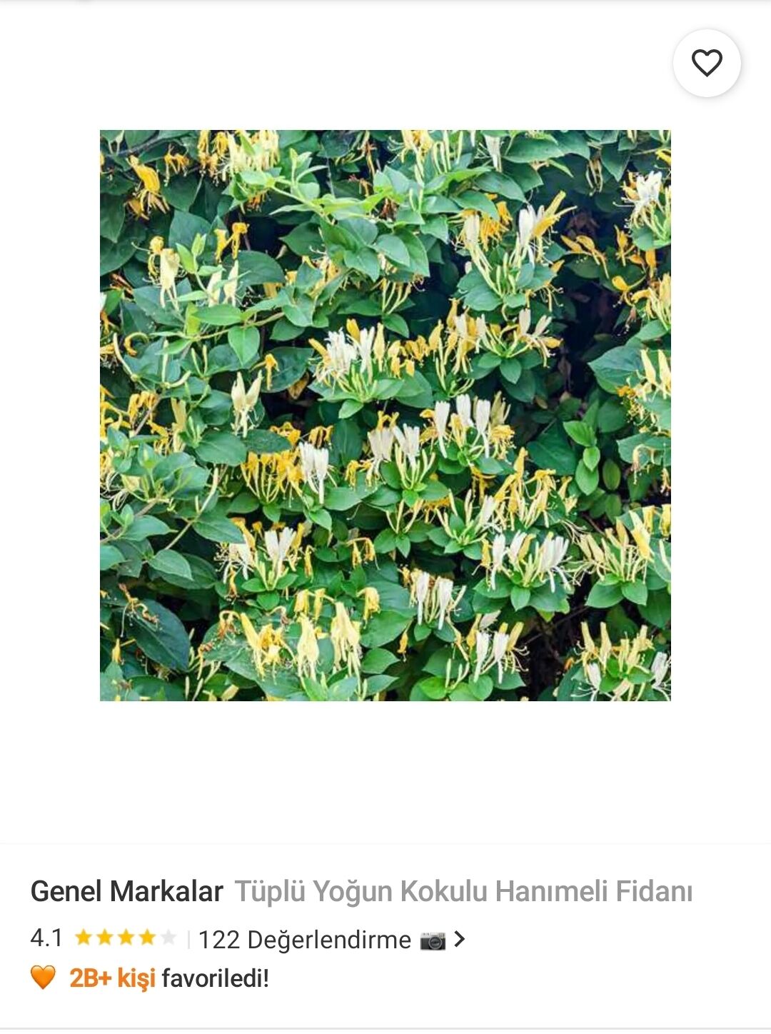 Genel Markalar Tüplü Yoğun Kokulu Hanımeli Fidanı