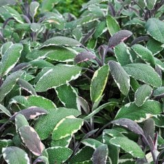 Salvia Officinalis Hexenmantel 3 Renkli Adaçayı Fidesi-2 Adet
