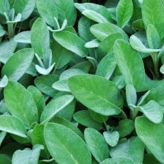 Salvia Officinalis Culinaria Gümüş Adaçayı Fidesi-2 Adet