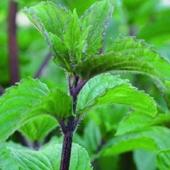 Güçlü Aromalı Mentha Piperita Multimentha Nane Fidesi-2 Adet