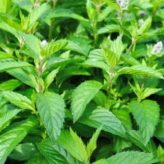 Mentha x Piperita Citaro Limon İngiliz Nane Fidesi-2 Adet