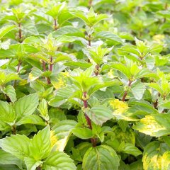 Mentha Gentilis Lemon Limon Esanslı Nane Fidesi-2 Adet