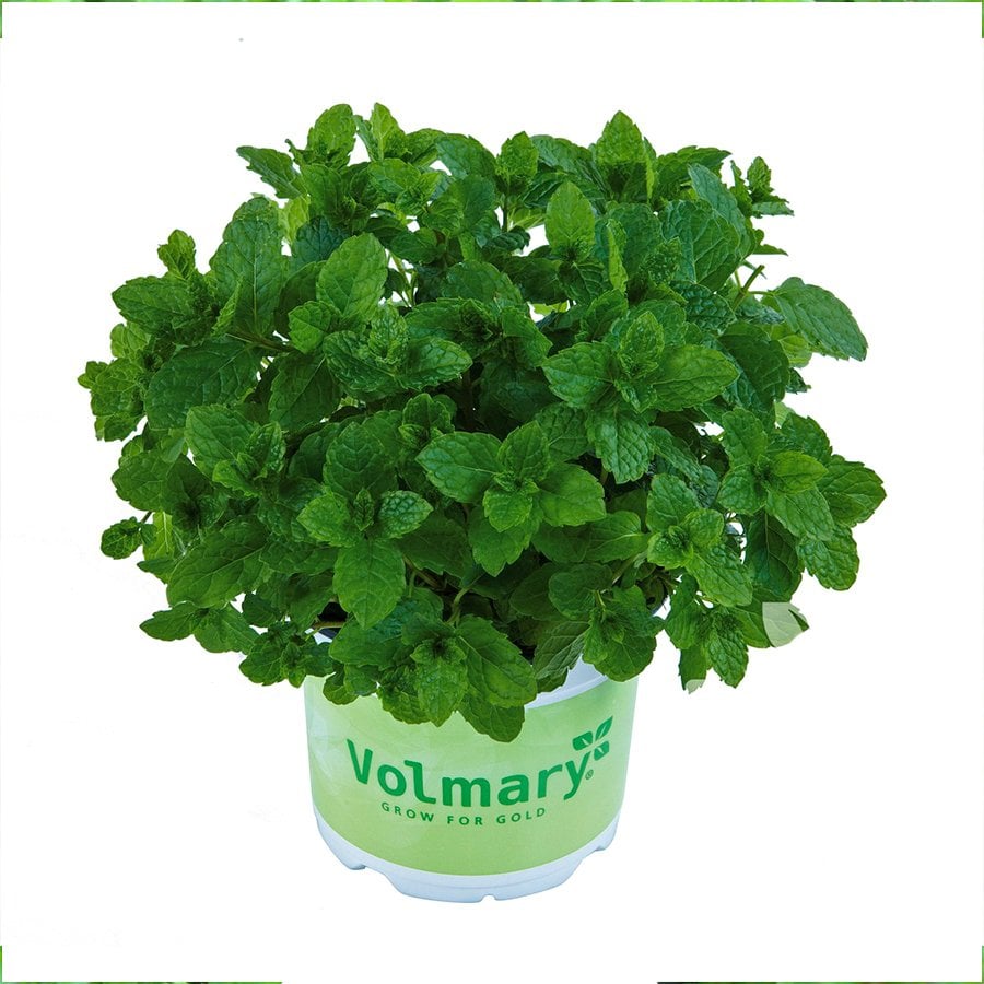 Güçlü Aromalı Mentha spicata Morocco Nanesi Fidesi-2 Adet
