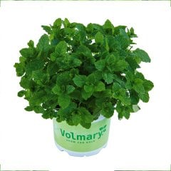 Güçlü Aromalı Mentha spicata Morocco Nanesi Fidesi-2 Adet