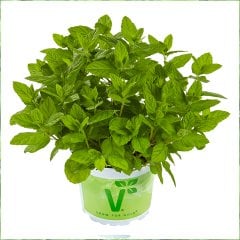 Mentha Spicata Casablanca Fas Nane Fidesi-2 Adet