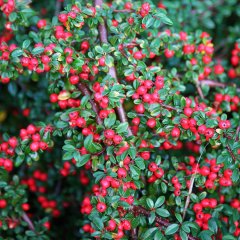 Tüplü Cotoneaster Taş Elması Fidanı