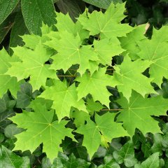 Tüplü Çınar Yapraklı (Acer Platanoides) Akçaağaç Fidanı
